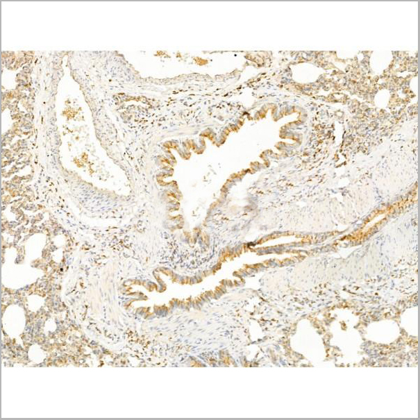 product-image-AAA31276_IHC4.jpg