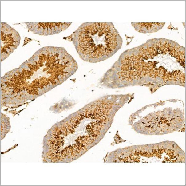 product-image-AAA31276_IHC6.jpg