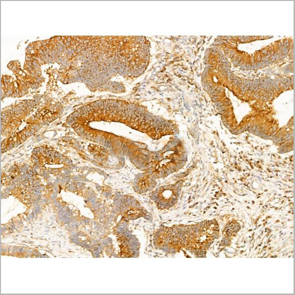 product-image-AAA31276_IHC8.jpg