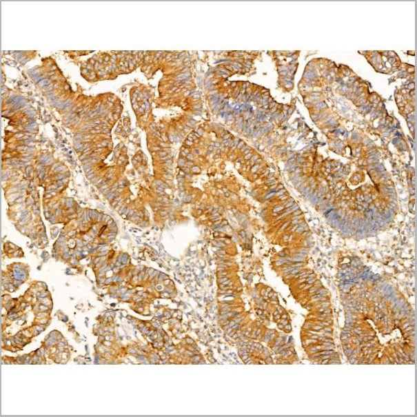product-image-AAA31276_IHC9.jpg