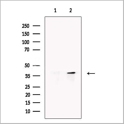 product-image-AAA31276_WB.jpg
