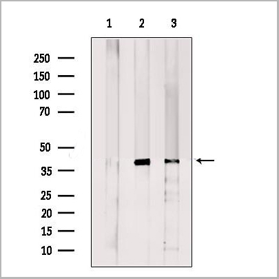 product-image-AAA31276_WB2.jpg