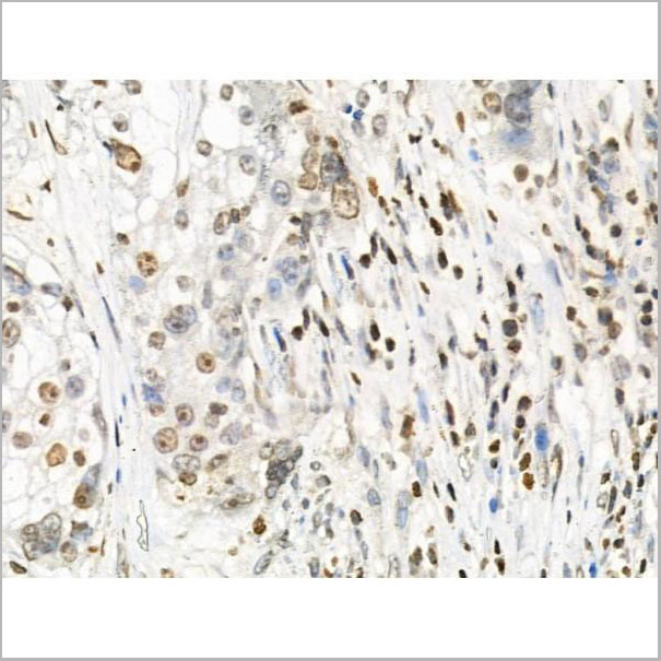 product-image-AAA31280_IHC4.jpg