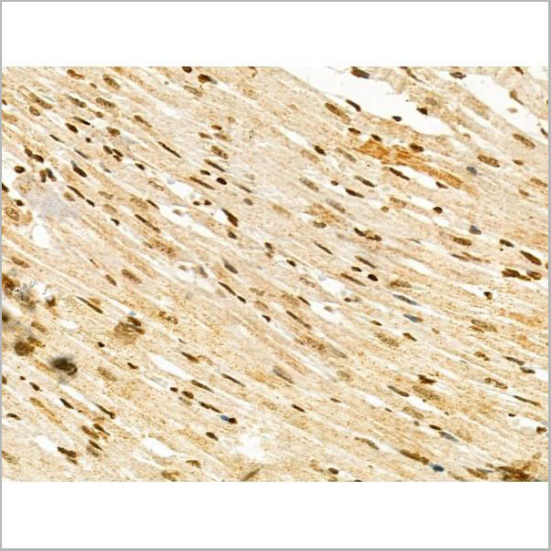 product-image-AAA31292_IHC4.jpg