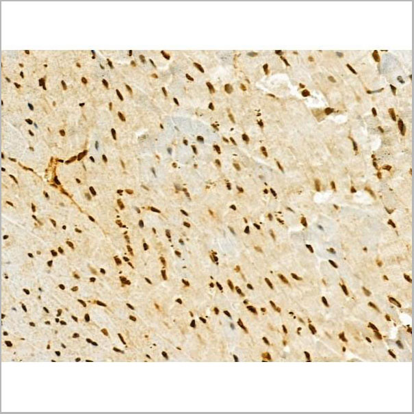 product-image-AAA31292_IHC6.jpg