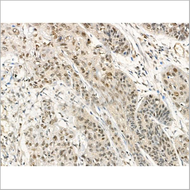 product-image-AAA31301_IHC6.jpg