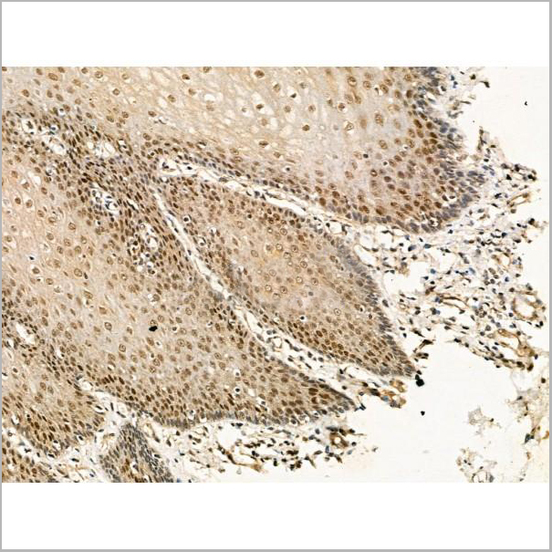 product-image-AAA31301_IHC7.jpg