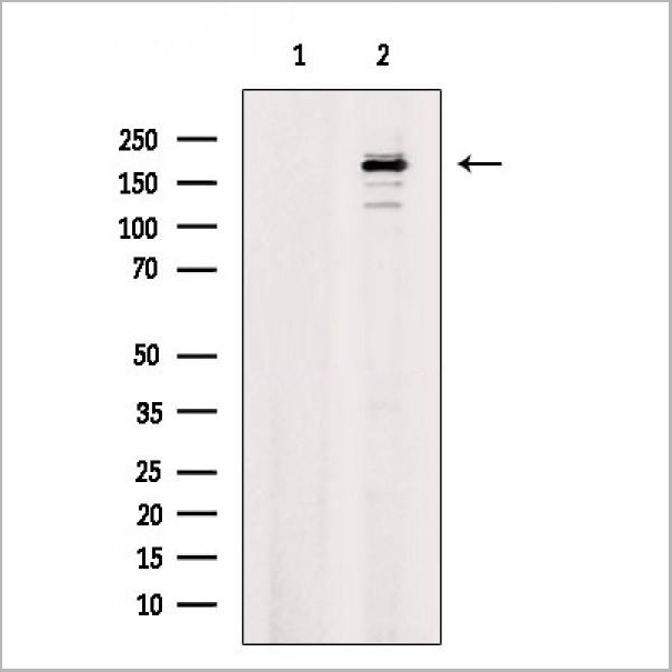 product-image-AAA31301_WB.jpg