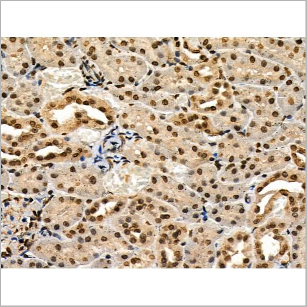 product-image-AAA31330_IHC3.jpg