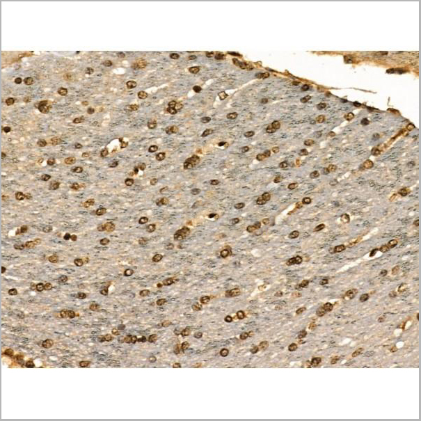 product-image-AAA31330_IHC5.jpg
