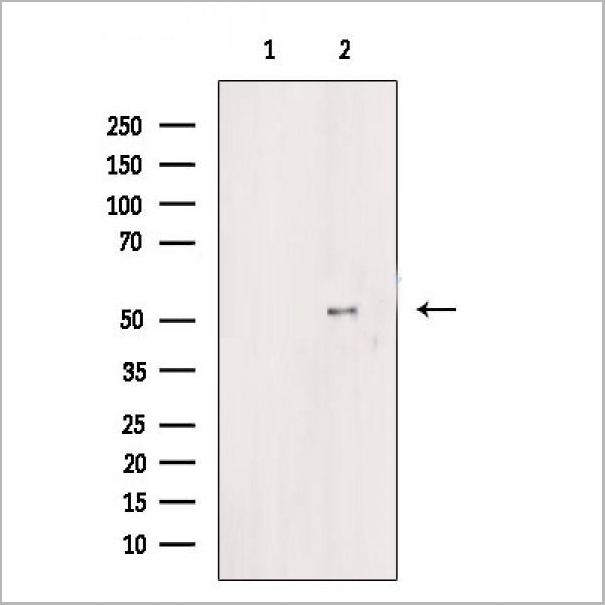 product-image-AAA31330_WB.jpg