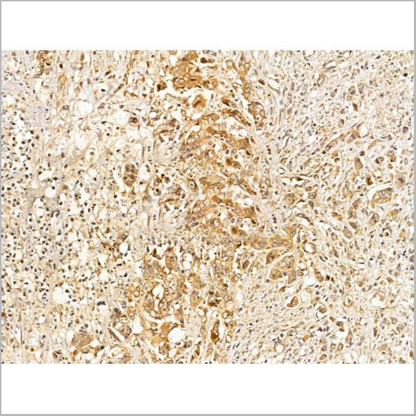 product-image-AAA31336_IHC3.jpg