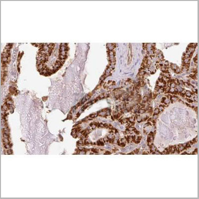 product-image-AAA31336_IHC5.jpg