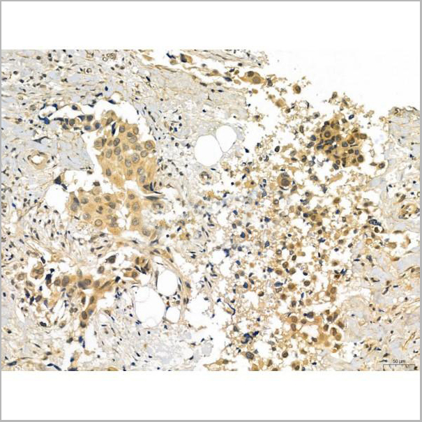 product-image-AAA31338_IHC5.jpg