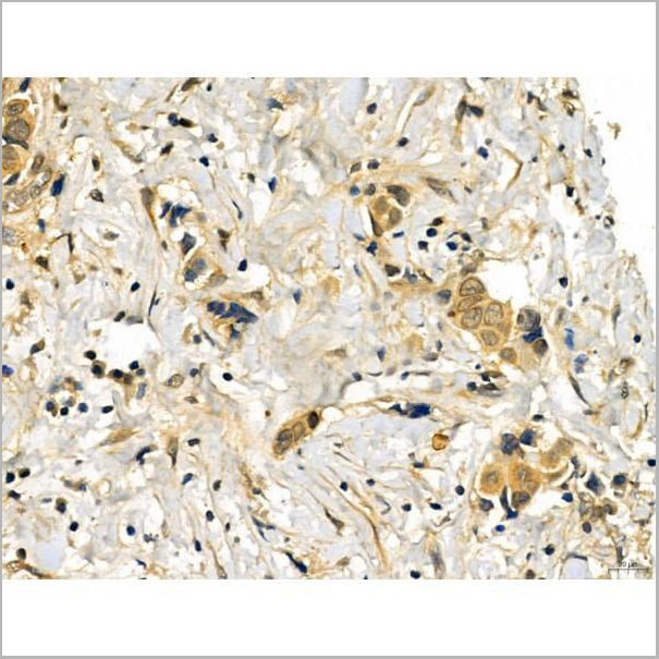 product-image-AAA31338_IHC6.jpg
