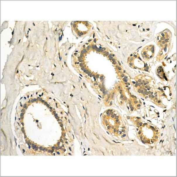 product-image-AAA31338_IHC7.jpg