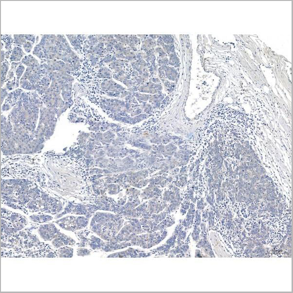 product-image-AAA31338_IHC8.jpg