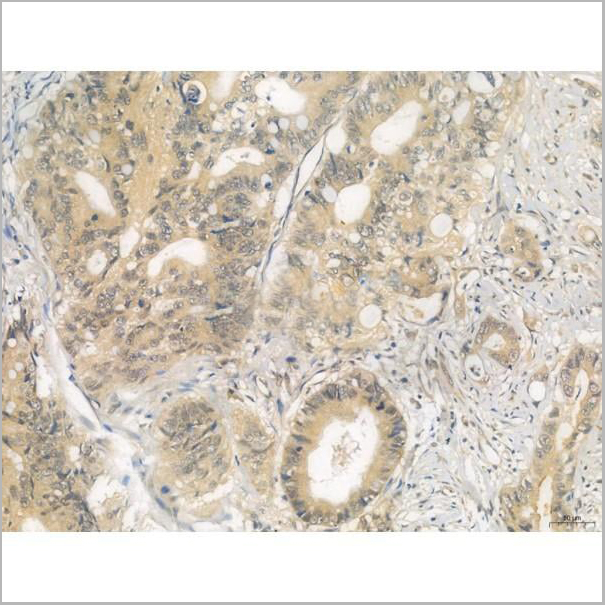 product-image-AAA31338_IHC9.jpg