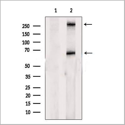 product-image-AAA31338_WB.jpg