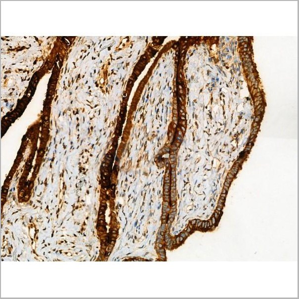 product-image-AAA31344_IHC6.jpg