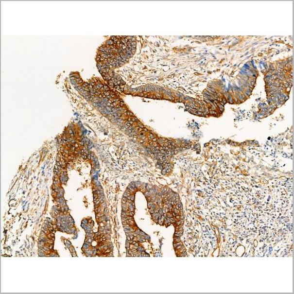 product-image-AAA31344_IHC8.jpg