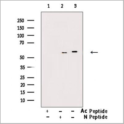 product-image-AAA31344_WB2.jpg