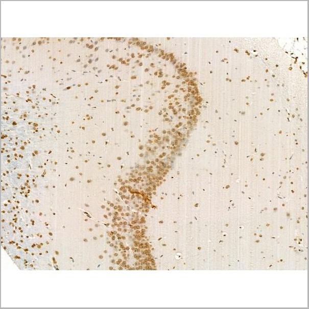 product-image-AAA31352_IHC10.jpg