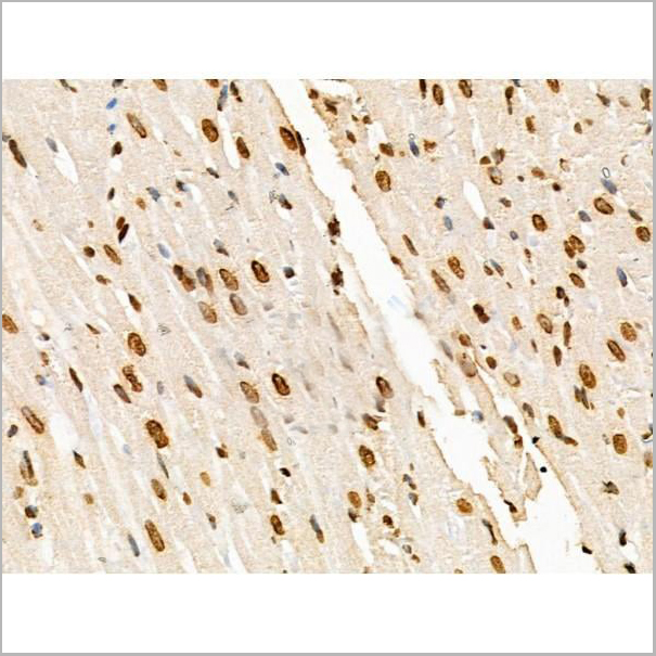 product-image-AAA31352_IHC13.jpg