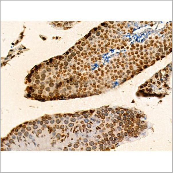 product-image-AAA31352_IHC16.jpg