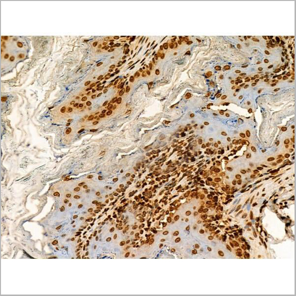 product-image-AAA31352_IHC17.jpg