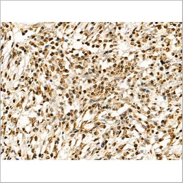 product-image-AAA31352_IHC5.jpg