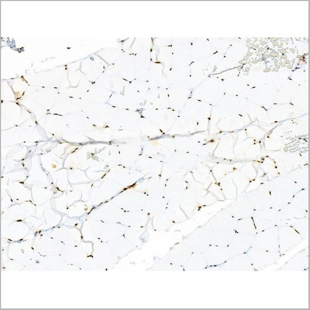 product-image-AAA31352_IHC6.jpg