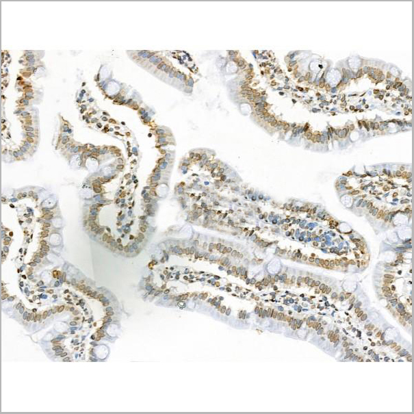product-image-AAA31352_IHC7.jpg