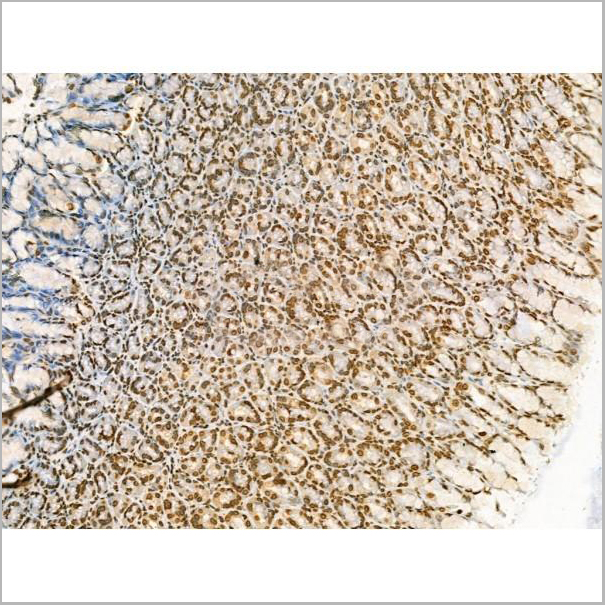 product-image-AAA31352_IHC8.jpg
