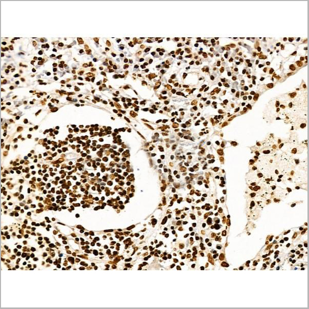 product-image-AAA31352_IHC9.jpg