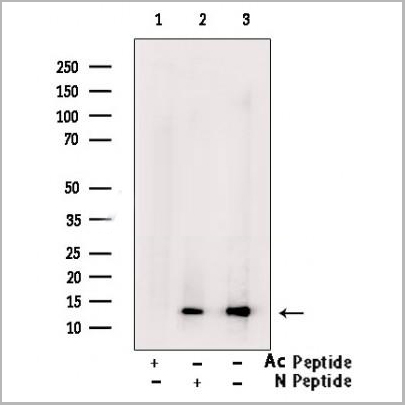 product-image-AAA31352_WB2.jpg