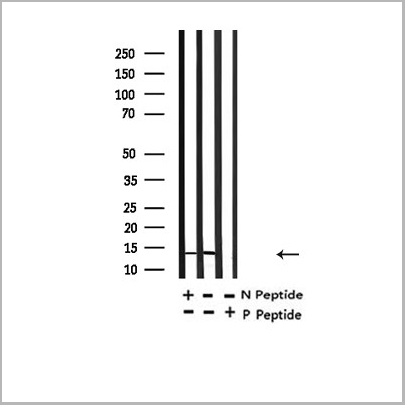 product-image-AAA31352_WB3.jpg