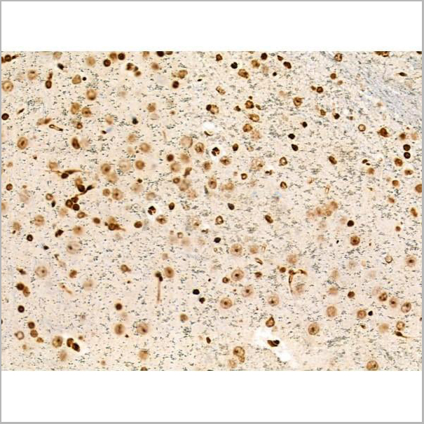 product-image-AAA31353_IHC13.jpg