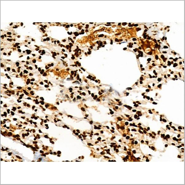 product-image-AAA31353_IHC15.jpg