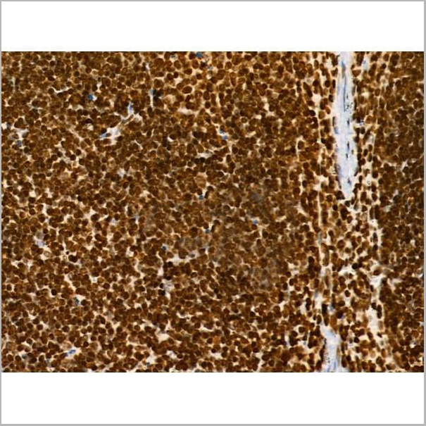 product-image-AAA31353_IHC16.jpg