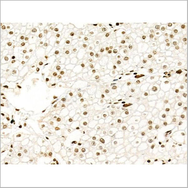 product-image-AAA31353_IHC20.jpg