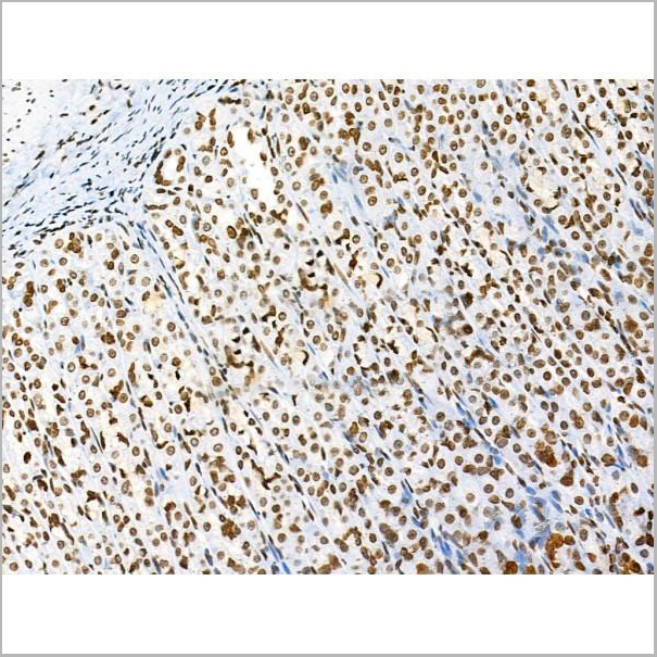 product-image-AAA31353_IHC4.jpg