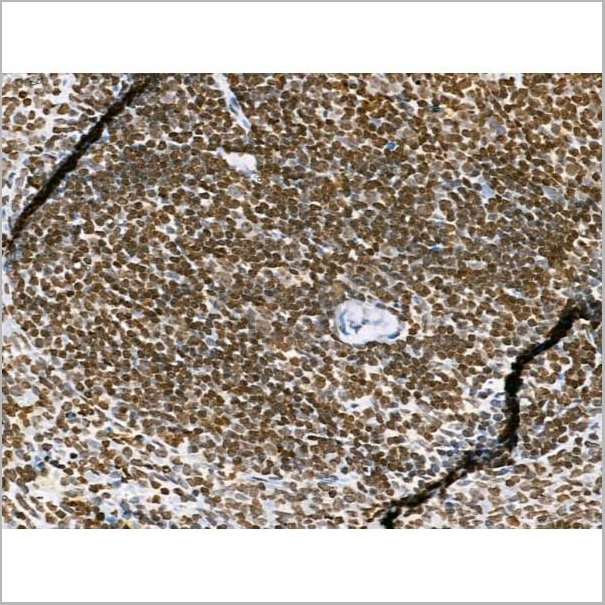 product-image-AAA31353_IHC7.jpg