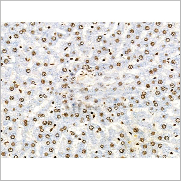 product-image-AAA31353_IHC8.jpg