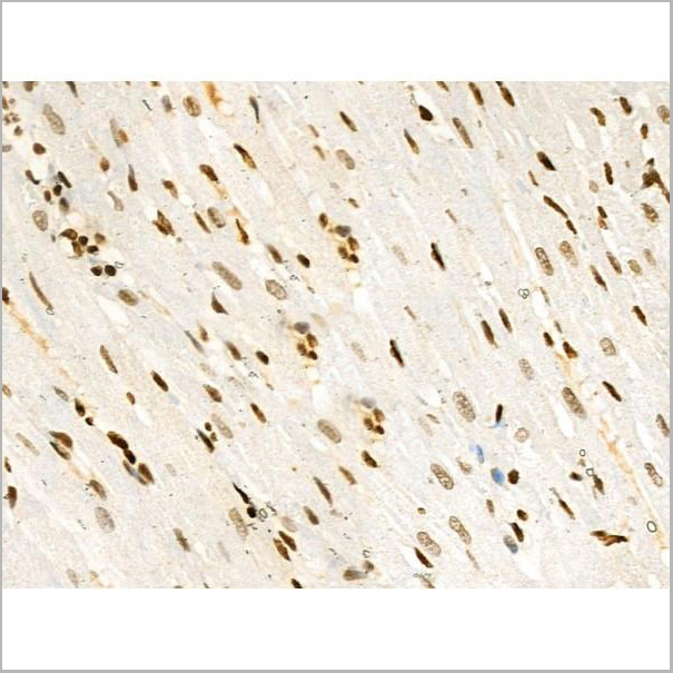 product-image-AAA31353_IHC9.jpg