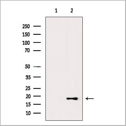 product-image-AAA31353_WB.jpg