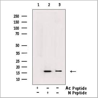 product-image-AAA31353_WB2.jpg