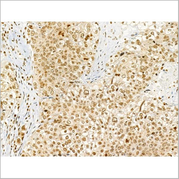 product-image-AAA31358_IHC5.jpg