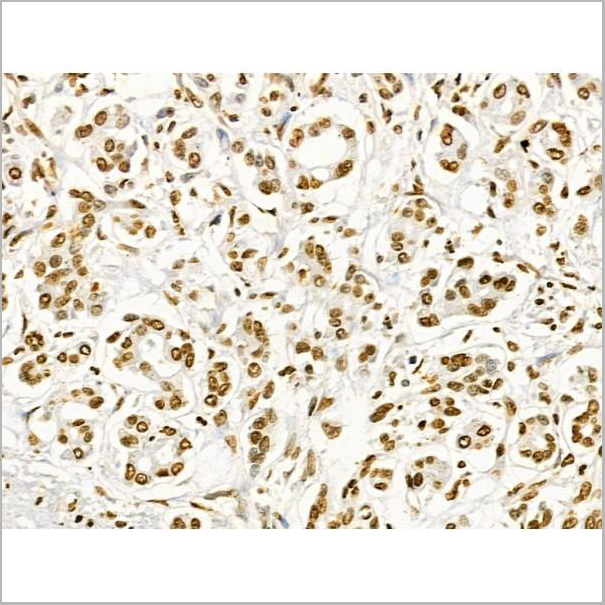 product-image-AAA31358_IHC6.jpg