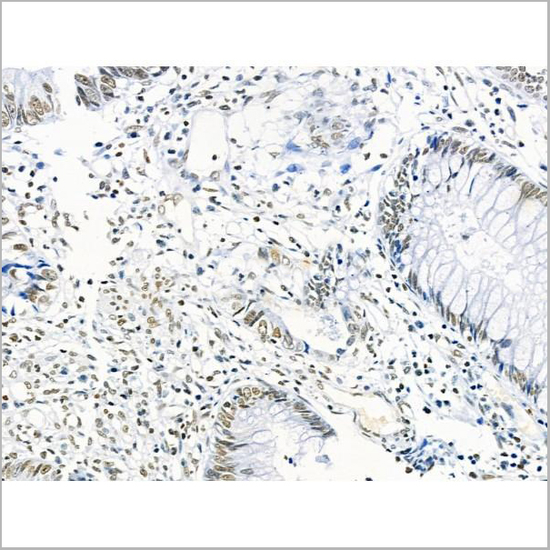 product-image-AAA31358_IHC7.jpg